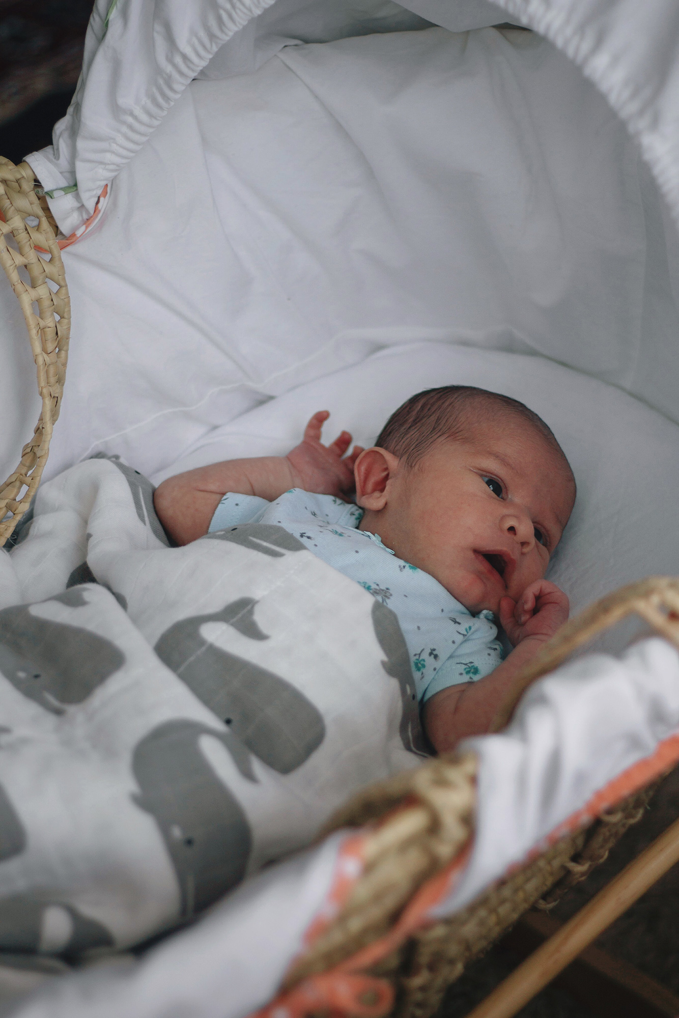 a 5 day old baby in her basket