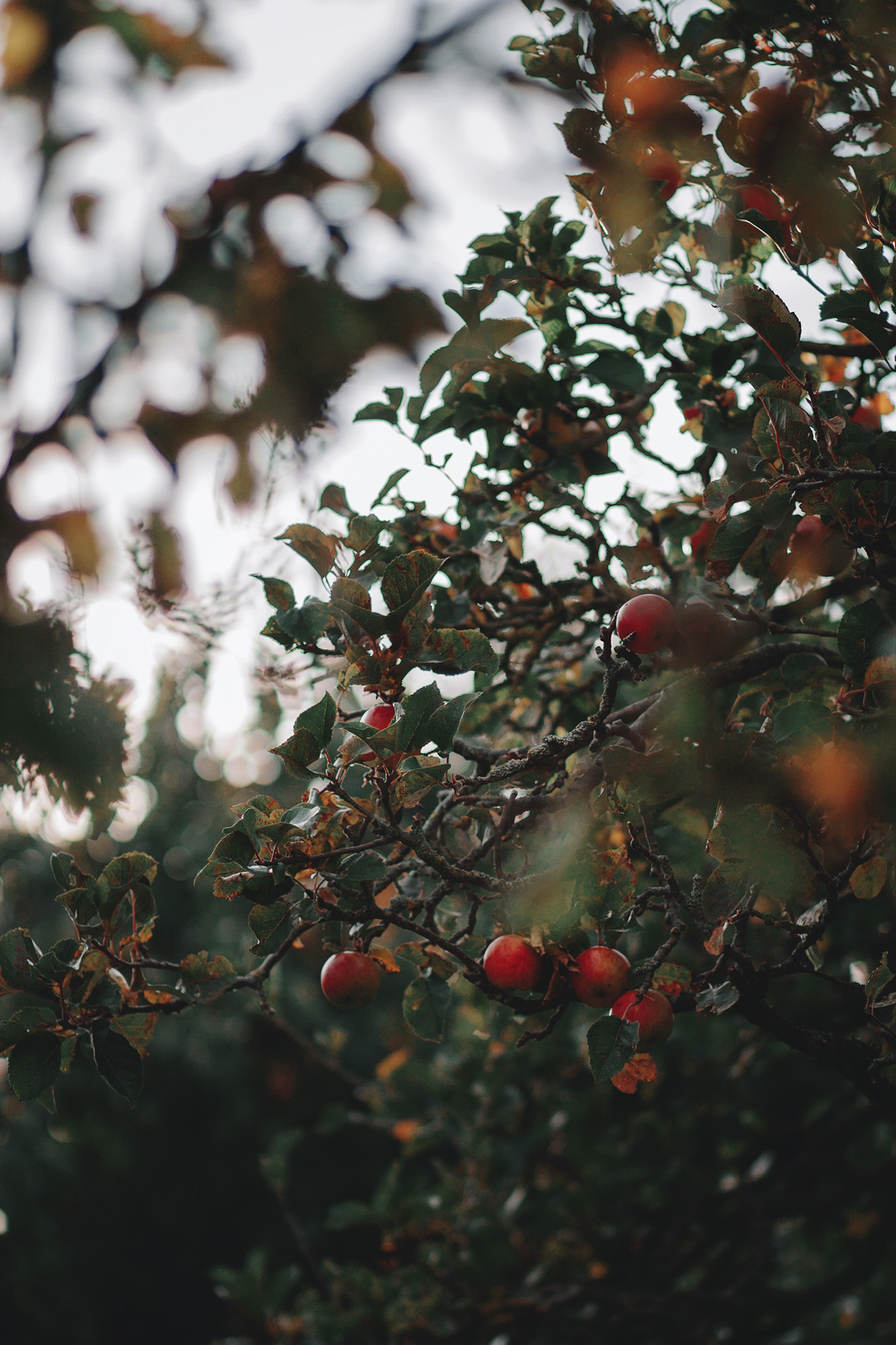 Apple picking, two autumns ago – A Curious Fancy